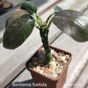dorstenia foetida