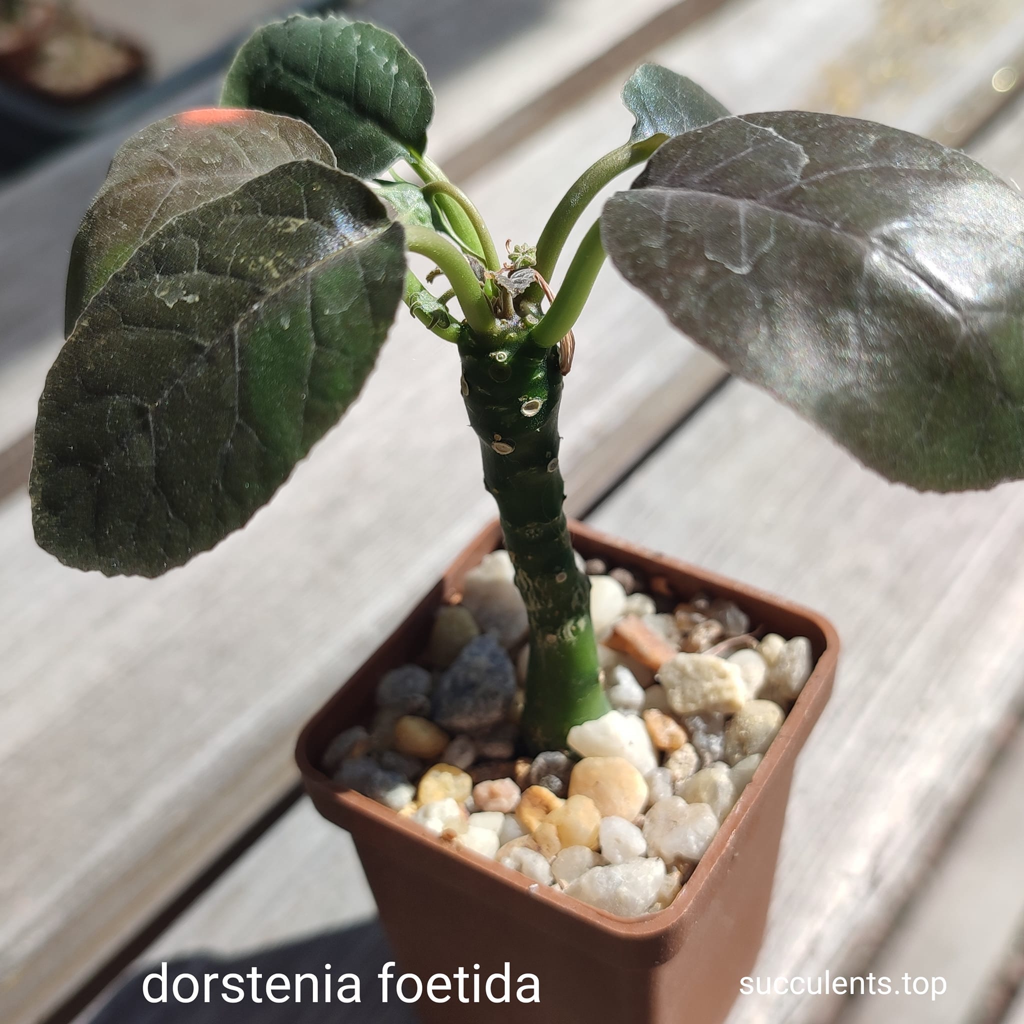 dorstenia foetida