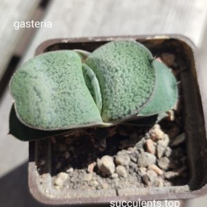 gasteria