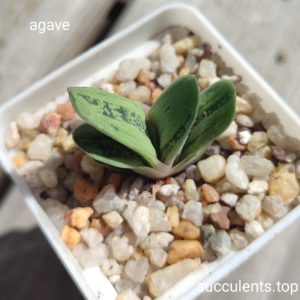 gasteria
