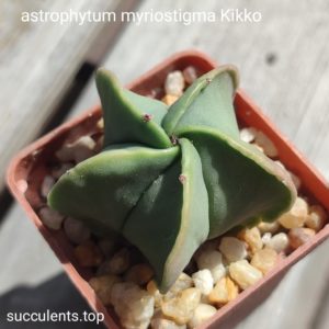 astrophytum myriostigma kikko