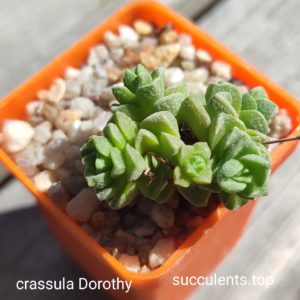 crassula dorothy