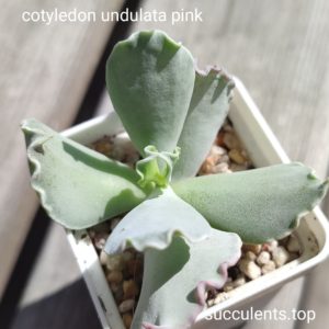 cotyledon undulata pink
