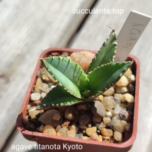 agave titanota cv kyoto