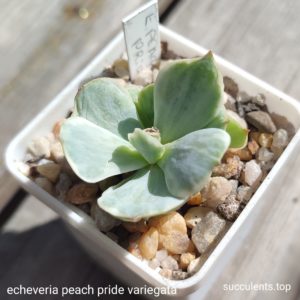 echeveria peach pride variegata
