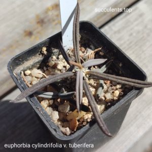euphorbia cylindrifolia tuberifera