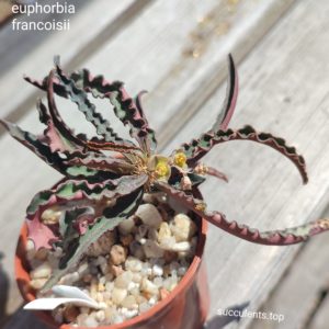 euphorbia francoisii