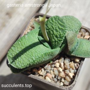 gasretia amstrongii cv