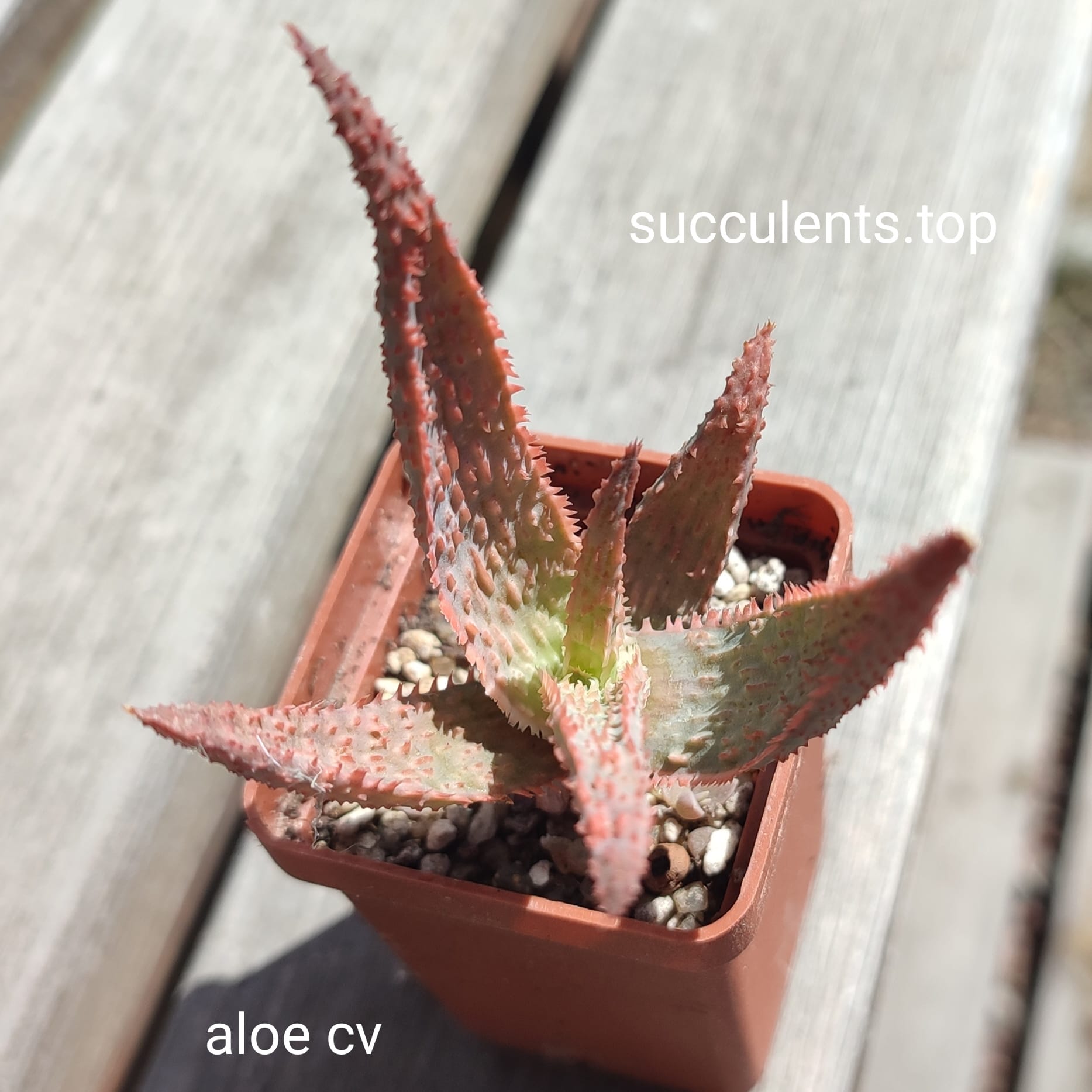 aloe selection