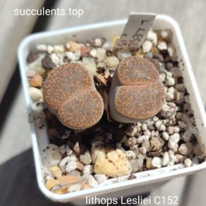 lithops lesliei C152