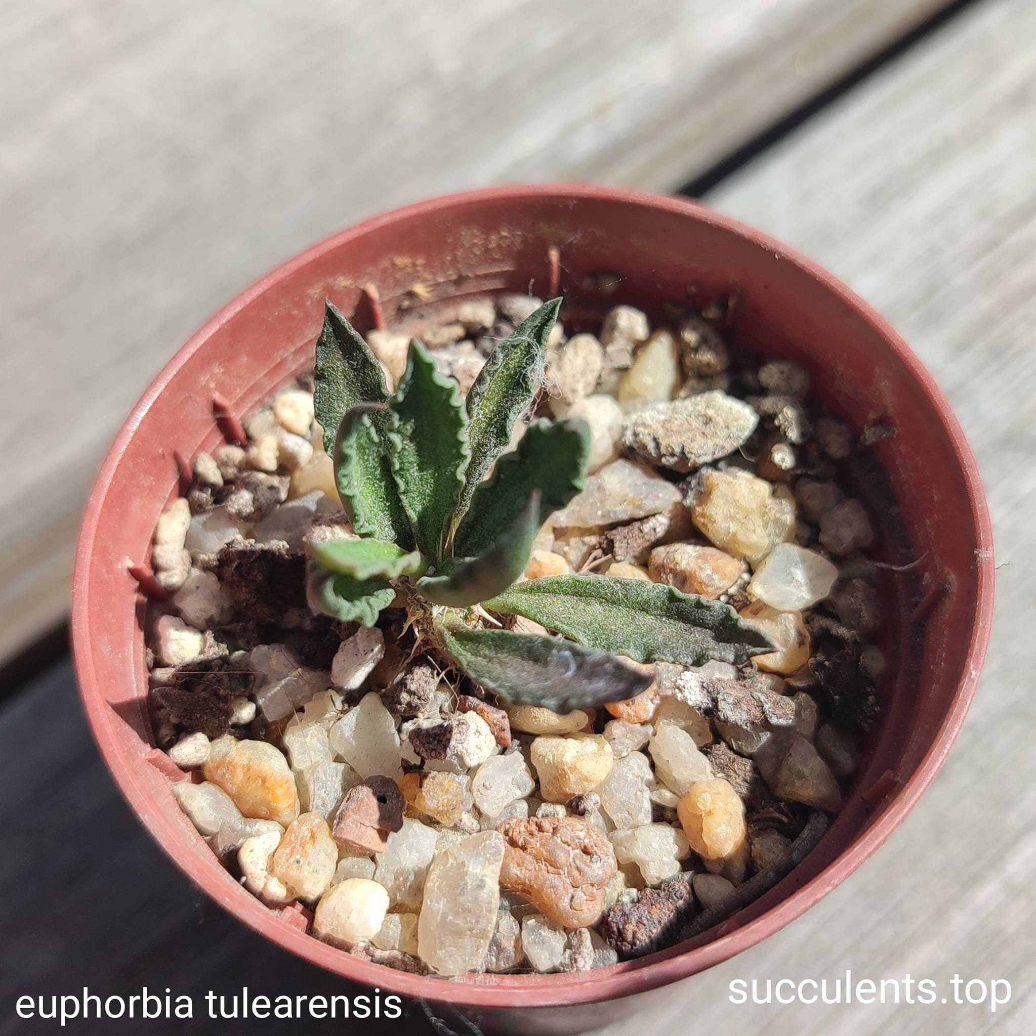 euphorbia cylindrifolia tuberifera