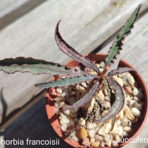 euphorbia francoisii