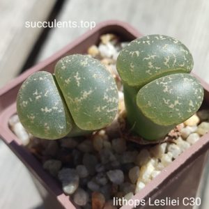 lithops lesliei C30