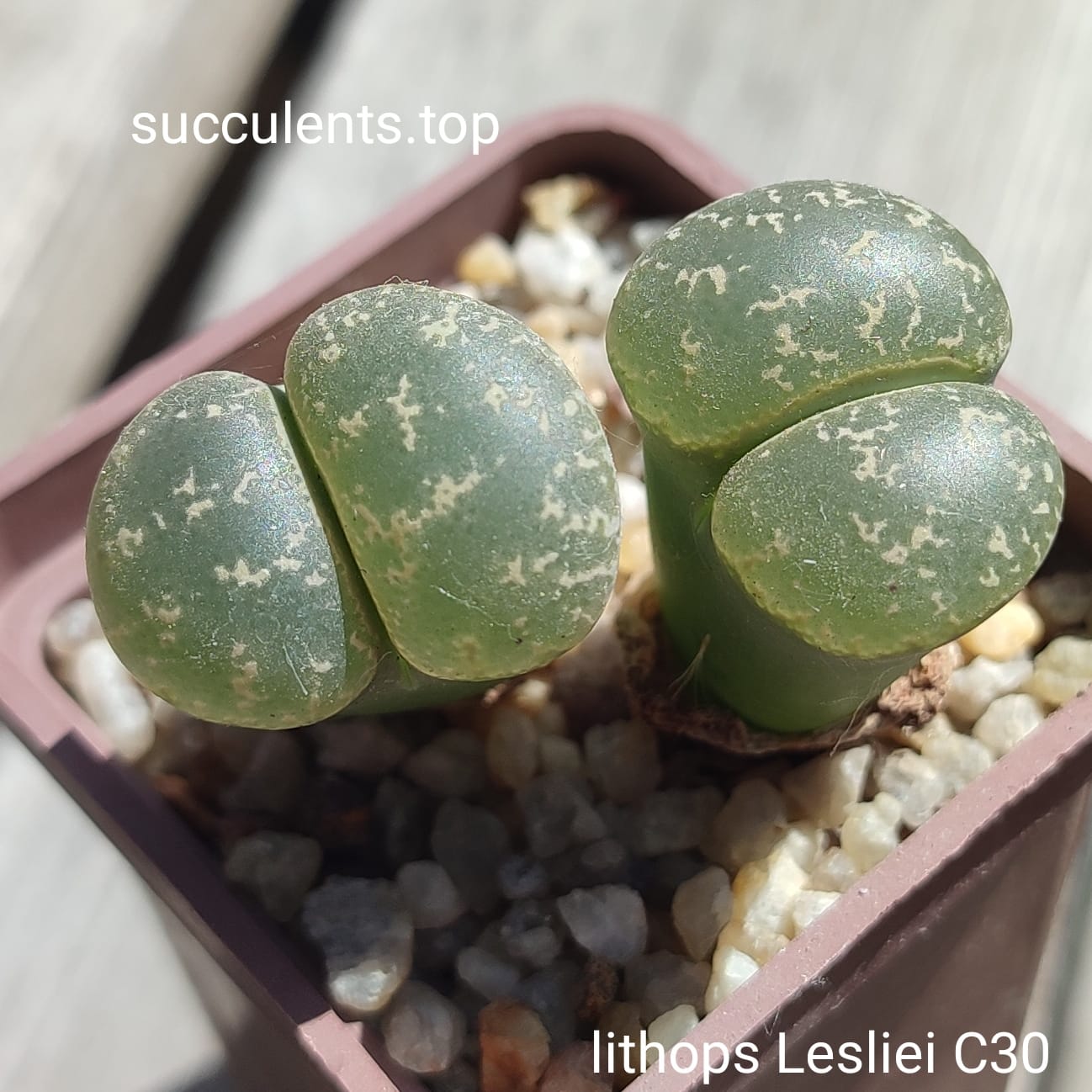 lithops lesliei C30