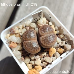lithops bromfildii C19