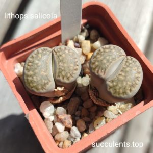 lithops salicola