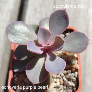 echeveria purple pearle
