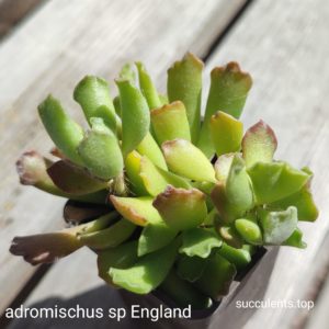 adromischus sp englend
