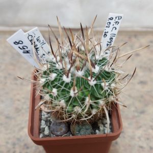 458 Echinofossulocactus lloydii + Anhalonium williamsi  весь горщик