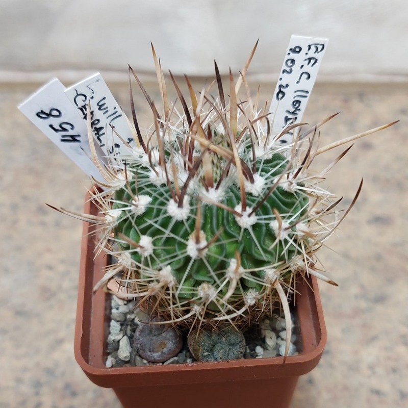 458 Echinofossulocactus lloydii + Anhalonium williamsi  весь горщик