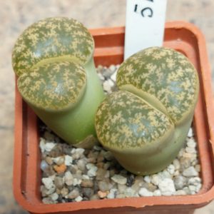 5147 Lithops lesliei Warrenton form весь горщик , вік 6 років