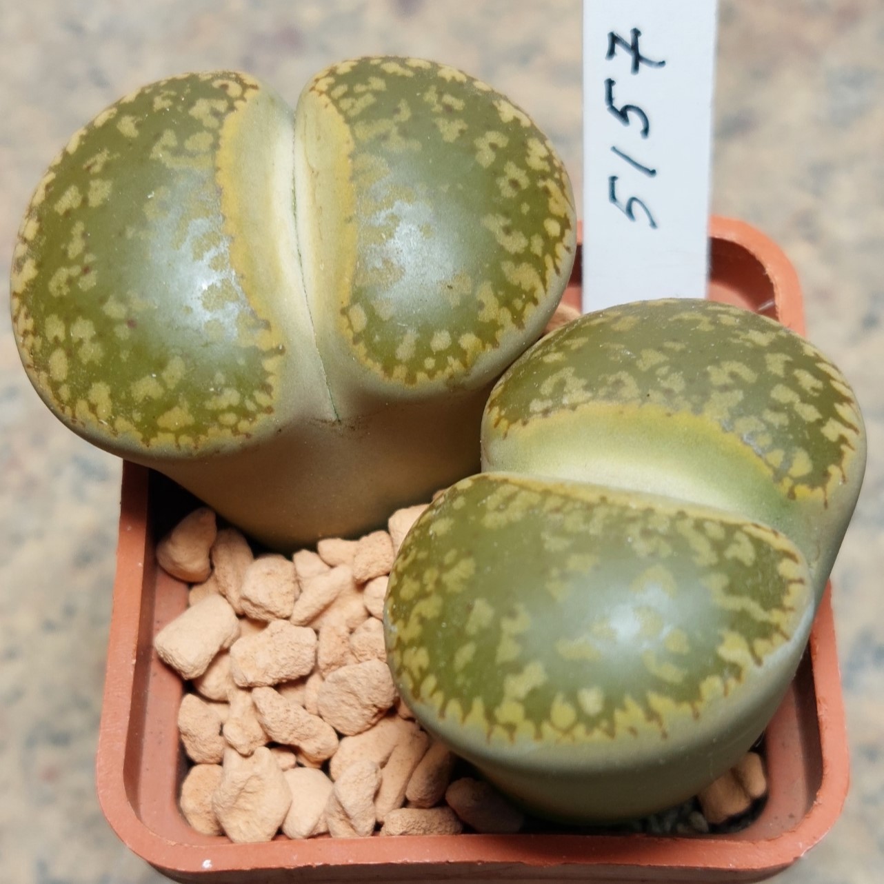 5157 Lithops aucampiae 'Kuruman' , вік 8 років