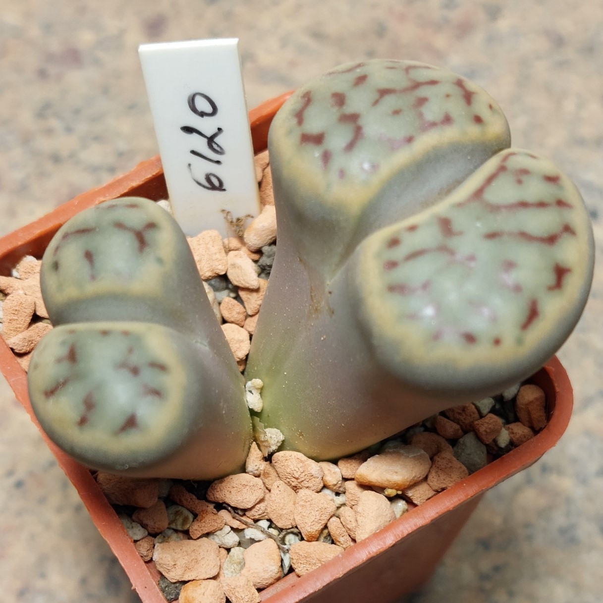 6120 Lithops schwantesii v.kuibisensis  , вік 6 років
