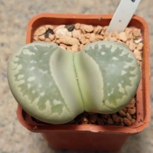 6125 Lithops marmorata , вік 6 років