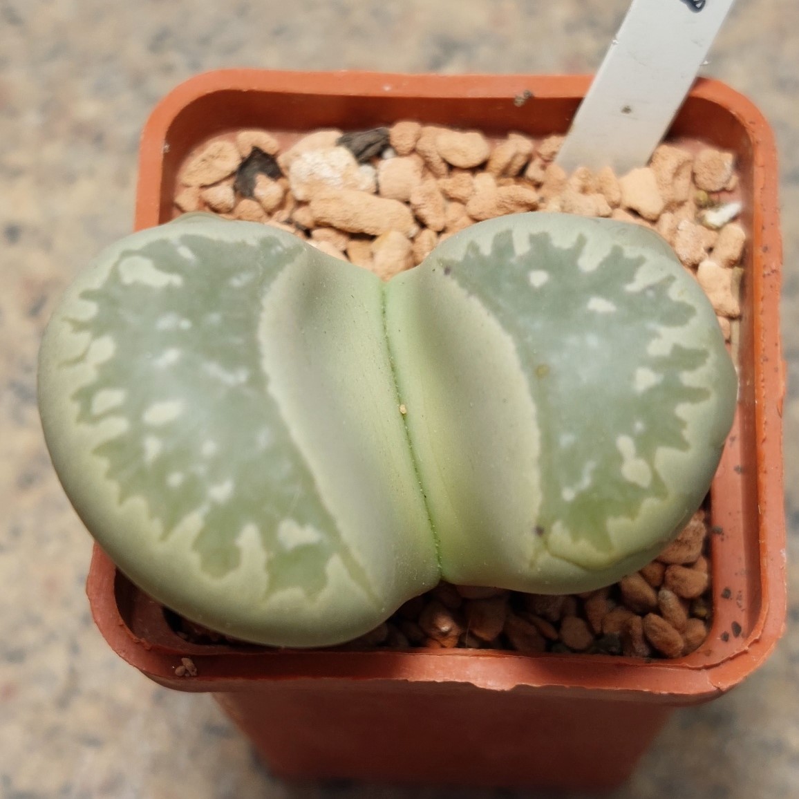 6125 Lithops marmorata , вік 6 років