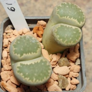6133 Lithops salicola весь горщик , вік 6 років