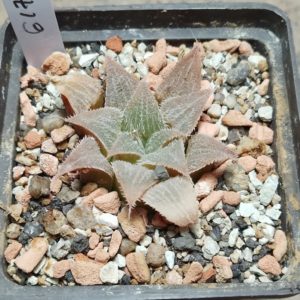 6177 Haworthia mirabilis hybrid