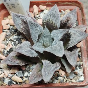 6178 Haworthia pygmaea ‘Pink Beauty’ hybrid