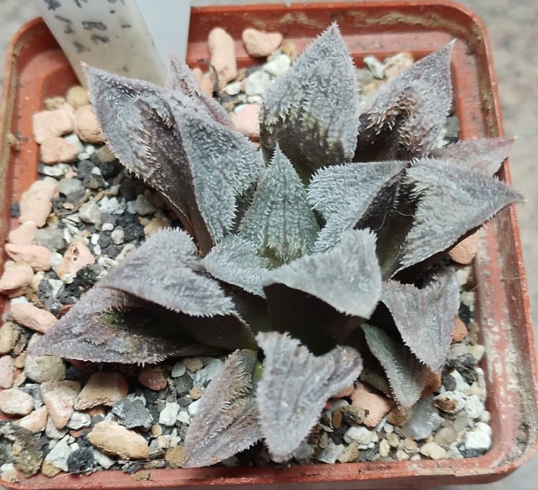 6178 Haworthia pygmaea ‘Pink Beauty’ hybrid