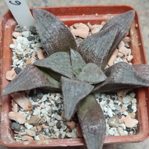 6179 Haworthia bayeri hybrid