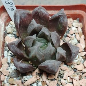 6180 Haworthia cooperi hybrid