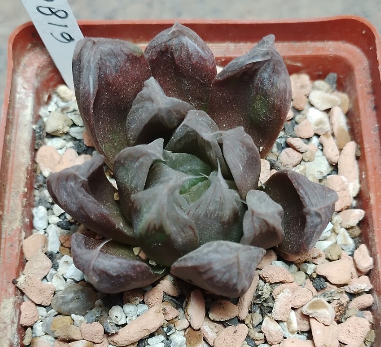 6180 Haworthia cooperi hybrid