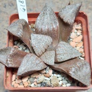 6181 Haworthia picta -Japan-