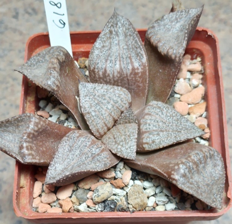 6181 Haworthia picta -Japan-