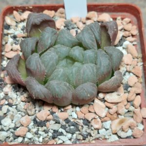 6183 Haworthia cooperi hybrid