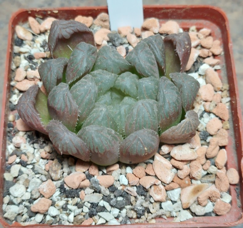 6183 Haworthia cooperi hybrid