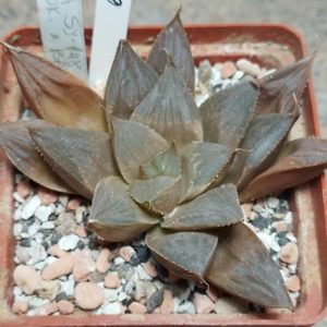 6186 Haworthia sprinbokvlakensis x bayeri x cymbiformis