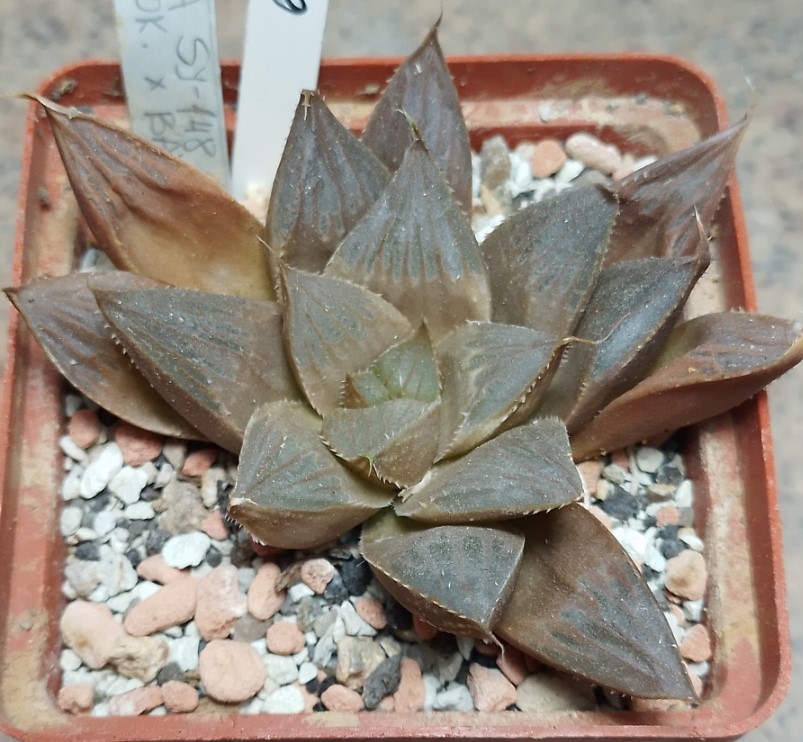 6186 Haworthia sprinbokvlakensis x bayeri x cymbiformis