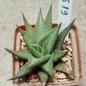 6191 Haworthia limifolia -Golela-