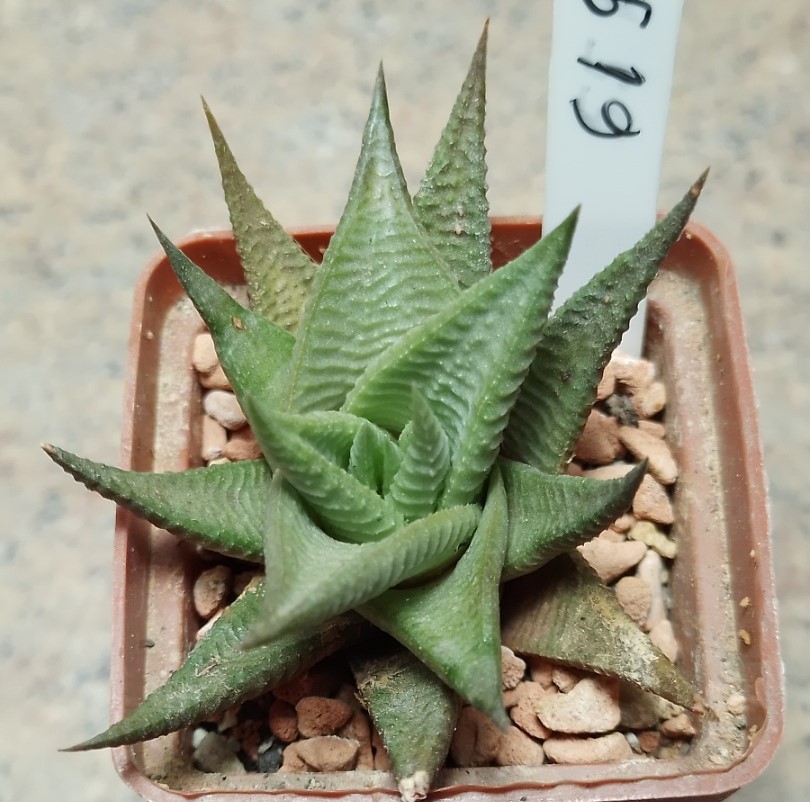 6191 Haworthia limifolia -Golela-