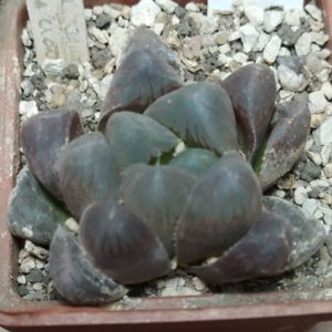 6194 Haworthia cooperi hybrid