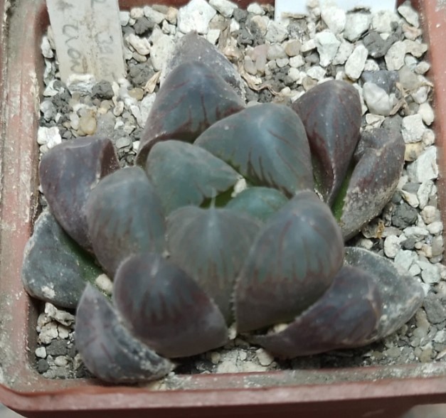 6194 Haworthia cooperi hybrid
