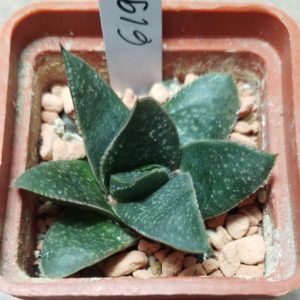 6195 Gasteraloe 'Royal Princess'