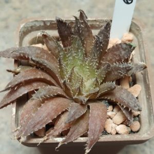 6199 Haworthia vlokii TL