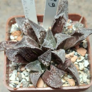 6201 Haworthia 'Kegazato' x splendens x 'Keganii'