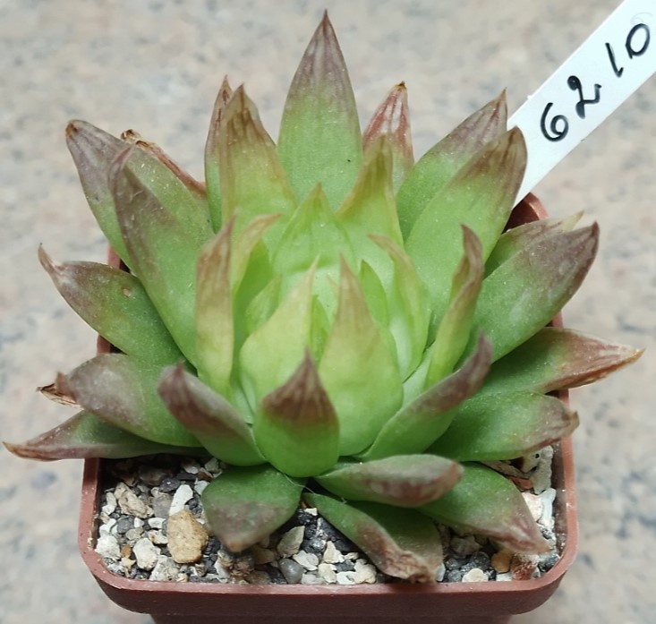 6210 Haworthia mucronata var. morrisiae